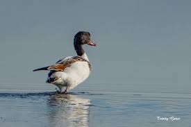 Attēlu rezultāti vaicājumam “Tadorna tadorna juvenile”