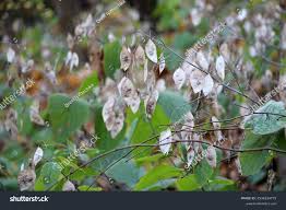 Attēlu rezultāti vaicājumam “Lunaria rediviva fruit”