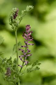 Image result for Fumaria officinalis