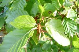Attēlu rezultāti vaicājumam “Carpinus betulus leaf”
