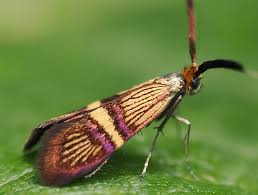 Attēlu rezultāti vaicājumam “Adela cuprella”