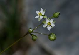 Attēlu rezultāti vaicājumam “Spergula morisonii”