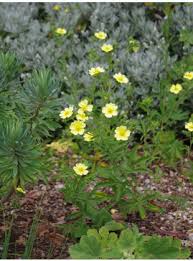 Image result for Potentilla recta