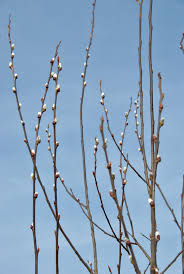 Attēlu rezultāti vaicājumam “Salix caprea”