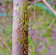 Attēlu rezultāti vaicājumam “Metzgeria violacea”