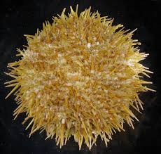 Image result for Strongylocentrotus droebachiensis