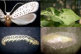 Attēlu rezultāti vaicājumam “Yponomeutidae”