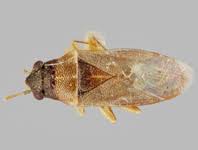 Attēlu rezultāti vaicājumam “Dipogon sp.”