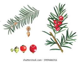 Attēlu rezultāti vaicājumam “Taxus baccata fruit”