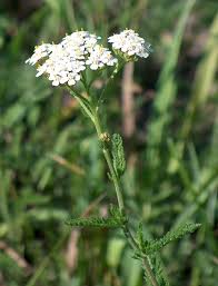 Attēlu rezultāti vaicājumam “Achillea salicifolia flower”