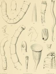 Attēlu rezultāti vaicājumam “Annelides”