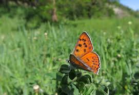 Attēlu rezultāti vaicājumam “Lycaena alciphron underside”
