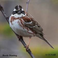 Image result for Emberiza rustica