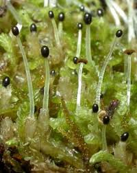 Attēlu rezultāti vaicājumam “Chiloscyphus”