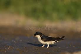 Attēlu rezultāti vaicājumam “Delichon urbicum”