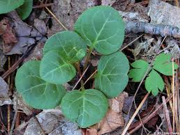 Attēlu rezultāti vaicājumam “Pyrola chlorantha”