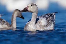 Image result for Anser caerulescens