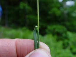 Attēlu rezultāti vaicājumam “Poa pratensis fruit”