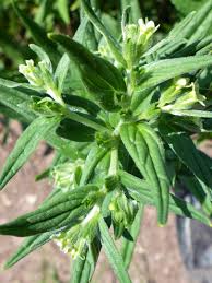 Attēlu rezultāti vaicājumam “Lithospermum officinale flower”