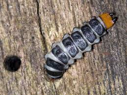 Attēlu rezultāti vaicājumam “Lygistopterus sanguineus larva”