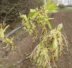 Attēlu rezultāti vaicājumam “Acer negundo female flower”