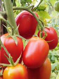 Afbeeldingsresultaat voor debarro black tomato