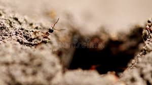 Attēlu rezultāti vaicājumam “Formica rufa imago”