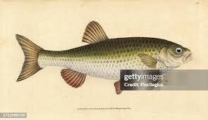 Attēlu rezultāti vaicājumam “Leuciscus idus”