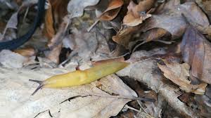 Attēlu rezultāti vaicājumam “Malacolimax tenellus”