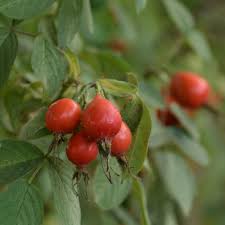Attēlu rezultāti vaicājumam “Rosa villosa fruit”