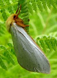 Attēlu rezultāti vaicājumam “Hepialus humuli male”