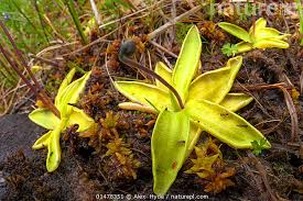 Attēlu rezultāti vaicājumam “Pinguicula vulgaris leaf”