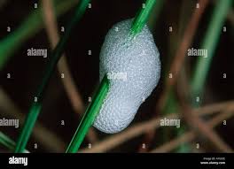 Attēlu rezultāti vaicājumam “Aphrophoridae nymph”