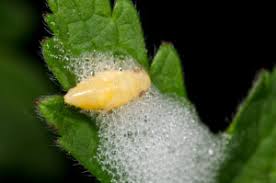 Attēlu rezultāti vaicājumam “Philaenus spumarius nymph”