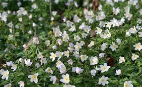 Image result for Buschwindröschen