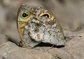 Attēlu rezultāti vaicājumam “Lasiommata maera”