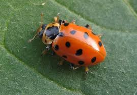 Attēlu rezultāti vaicājumam “Hippodamia tredecimpunctata”