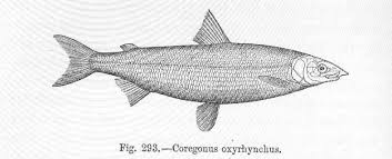 Image result for Coregonus lavaretus oxyrinchus
