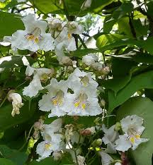 Attēlu rezultāti vaicājumam “Catalpa ovata flower”