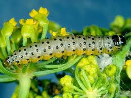 Attēlu rezultāti vaicājumam “Depressaria olerella imago”