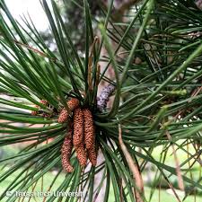 Attēlu rezultāti vaicājumam “Pinus nigra fruit”