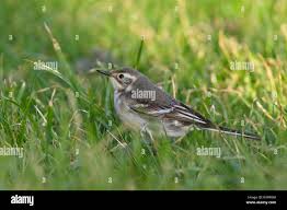 Attēlu rezultāti vaicājumam “Motacilla citreola”