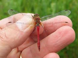 Attēlu rezultāti vaicājumam “Sympetrum sanguineum male”