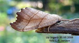 Attēlu rezultāti vaicājumam “Falcaria lacertinaria”