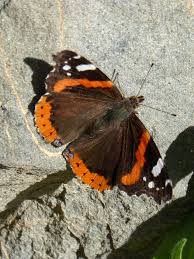 Attēlu rezultāti vaicājumam “Vanessa atalanta underside”