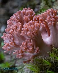 Attēlu rezultāti vaicājumam “Cladonia botrytes”