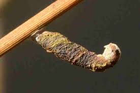 Attēlu rezultāti vaicājumam “Hypenodes humidalis”