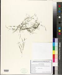 Attēlu rezultāti vaicājumam “Potamogeton trichoides”