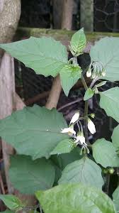 Attēlu rezultāti vaicājumam “Solanum nigrum leaf”