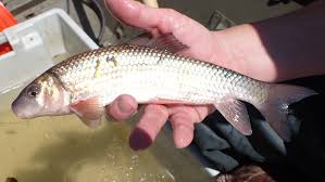 Image result for Moxostoma macrolepidotum